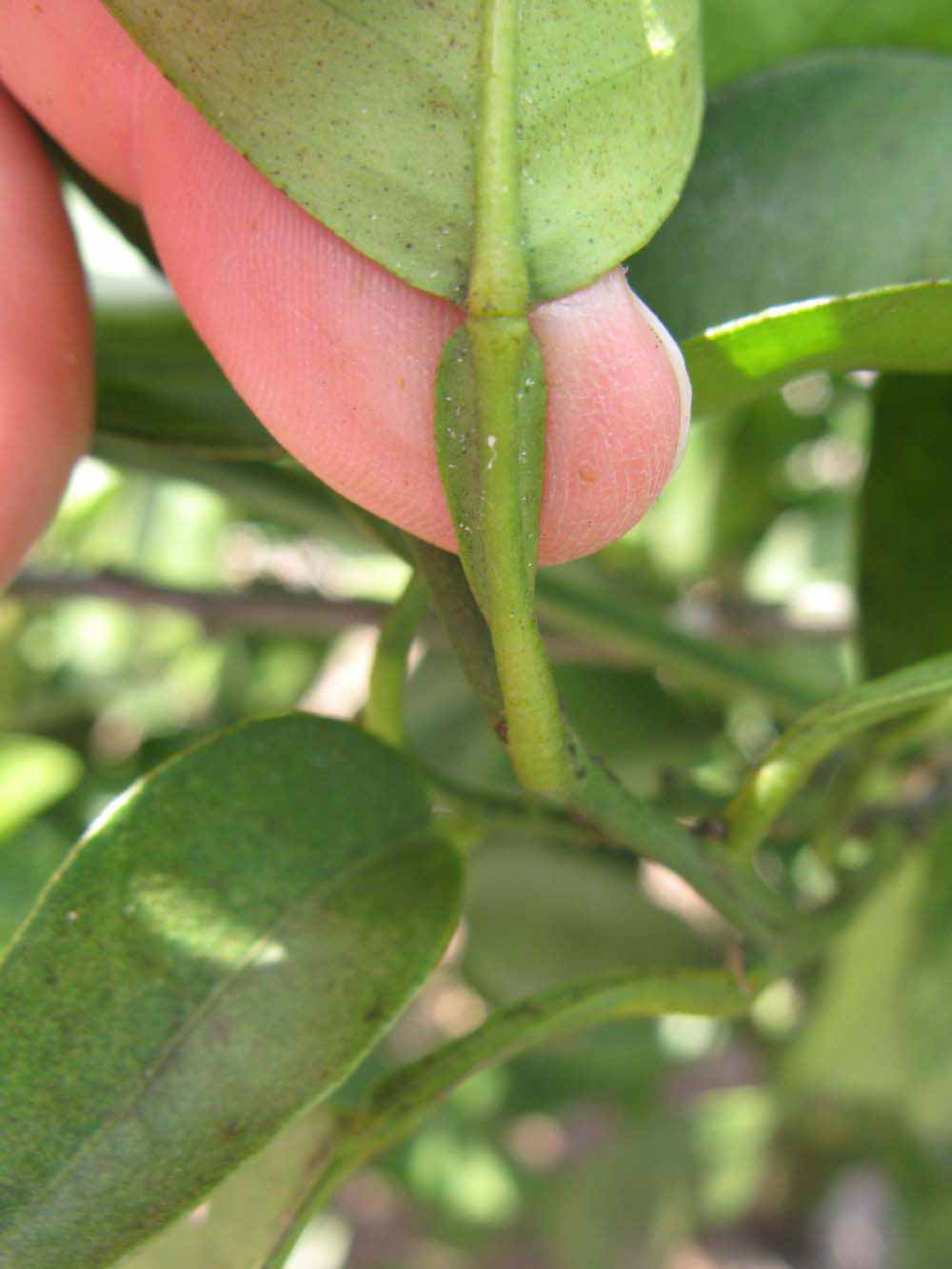              Petiole (Winter Haven, FL)       